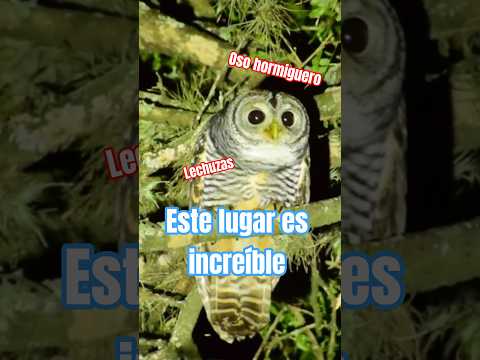 un lugar con muchas lechuzas y un oso hormiguero