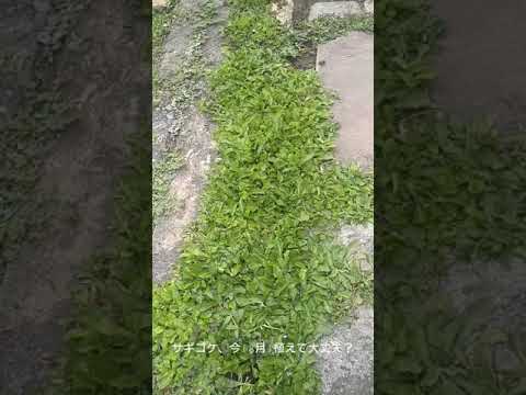 園芸 中国のヘプタコディオン、7 つの花を持つ木