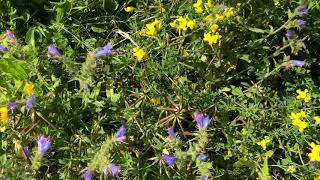 Bauder Green Roof Wildflower Blanket