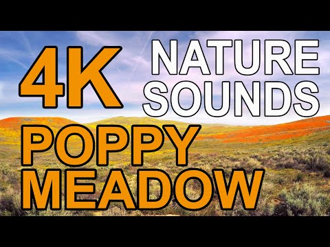 4K Poppy Meadow - ASMR CaliScapes - Soothing Nature Sounds