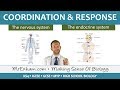 Coordination and Response - GCSE Biology (9-1)