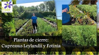 Viveros Prado - Plantas de cierre (fotinia y leylandii)