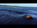 Hippo Charge on Chobe River Jan2015, recorded ...