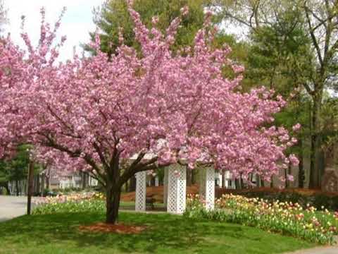 239 Wellman Ave., Chelmsford, MA 01863 - Townhouse - Real Estate - For Sale