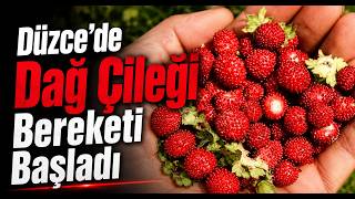 Düzcede Dağ Çileği Bereketi Başladı