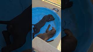 Video preview image #1 German Shorthaired Pointer-Unknown Mix Puppy For Sale in Rustburg, VA, USA