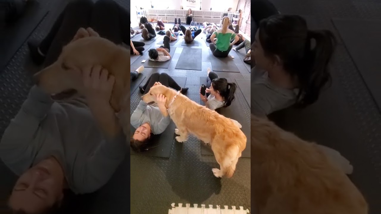 Mama and Puppies enjoying a socialization weekend at Puppies & Yoga!   #goldenretreiver #puppy #pets