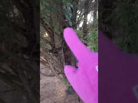 Avishi climbs a tree 🌲!