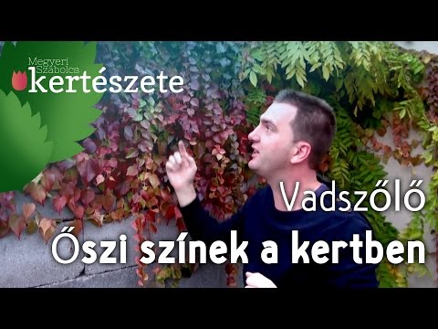 Őszi színek a kertben: Vadszőlő ősszel - Vadszőlő rendelés