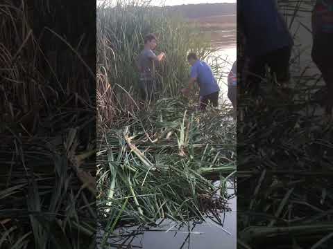 Dig perisor Dolj 🐟🐟🎣