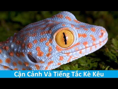 Cận Cảnh Rõ Nét Con Tắc Kè - Hình Ảnh Và Tiếng Tắc Kè Kêu - Picture And Sound Of Tokay Gecko
