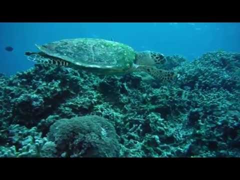 Underwater movie by FUJIFILM FinePix XP200 & XP60 (turtle, sea snake, anemone fish, coral garden)