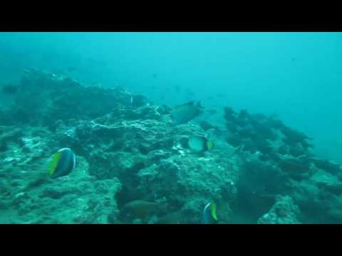 Fish fish fish in Negombo! Great scuba diving with Taprobane Divers!