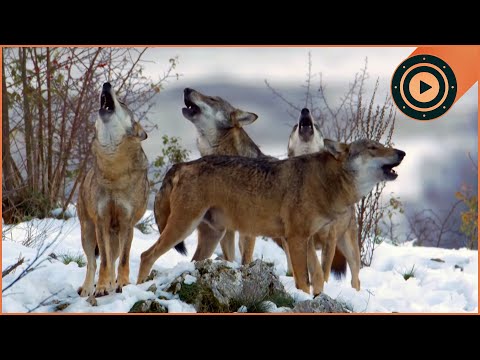 EXCLUSIVE FOOTAGE: Rarest Apex Predator in Italy ∣ Wild Italy Top Predators