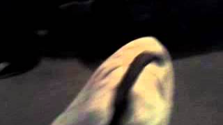 Chocolate the Chocolate Dog....what?