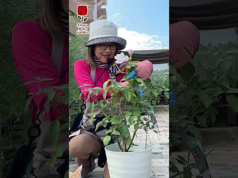  8月にバラの茂みを切る: バラの繁殖方法に関するビデオチュートリアル  庭園