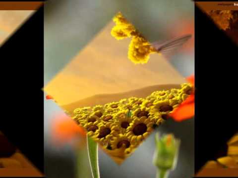 A Minha Cura Frei Rinaldo