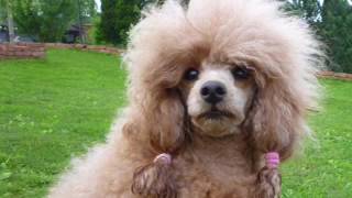 2016 Grusel-Gefahr-Angst