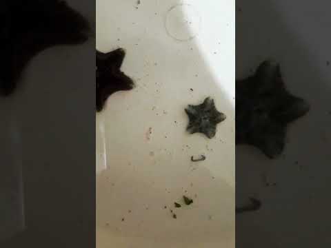star fish #star fish #shortvideos