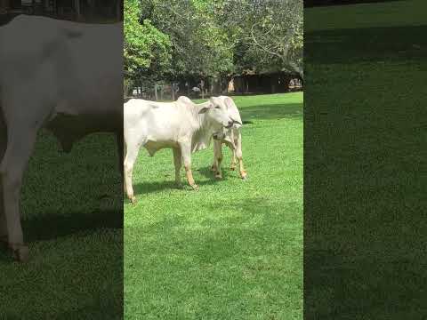 #vacas#caldasnovasgo