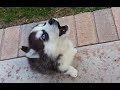 Puppies Learning to Howl