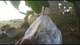 Download lagu Green giant berbuah terus menerus kalau sudah waktu nya #jambuair#greengiant #jambulokal mp3 Download lagu Green giant berbuah terus menerus kalau sudah waktu nya #jambuair#greengiant #jambulokal mp3