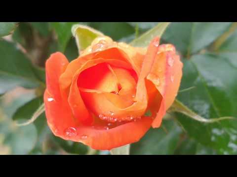 Rosas🏵️🏵️ Jardim Flores com música Roses