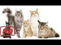 The Secret Life Of Cats Full Documentary With Subtitles
