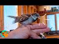 Wild Sparrow Dances Every Day With Man That Saved Her | Cuddle Buddies