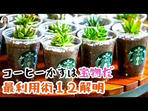 コーヒー粕をキョウチクトウの肥料として使用する