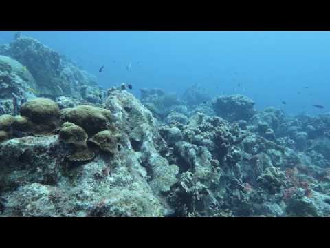 Angel City Dive Site, Bonaire