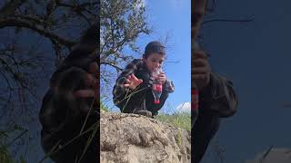 צב ביצות חוזר לטבע