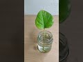 How To Propagate Money Plant In Water Shorts