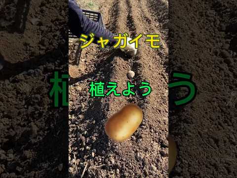 冬にジャガイモを栽培できますか? エアロポニックシステムの作り方