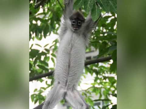 12 WhiteThighed Surili