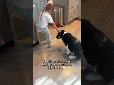 She's got him being so polite#dog #dogs #puppy #puppies #dogshorts @hachithebear