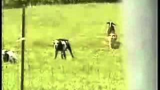 fainting goats