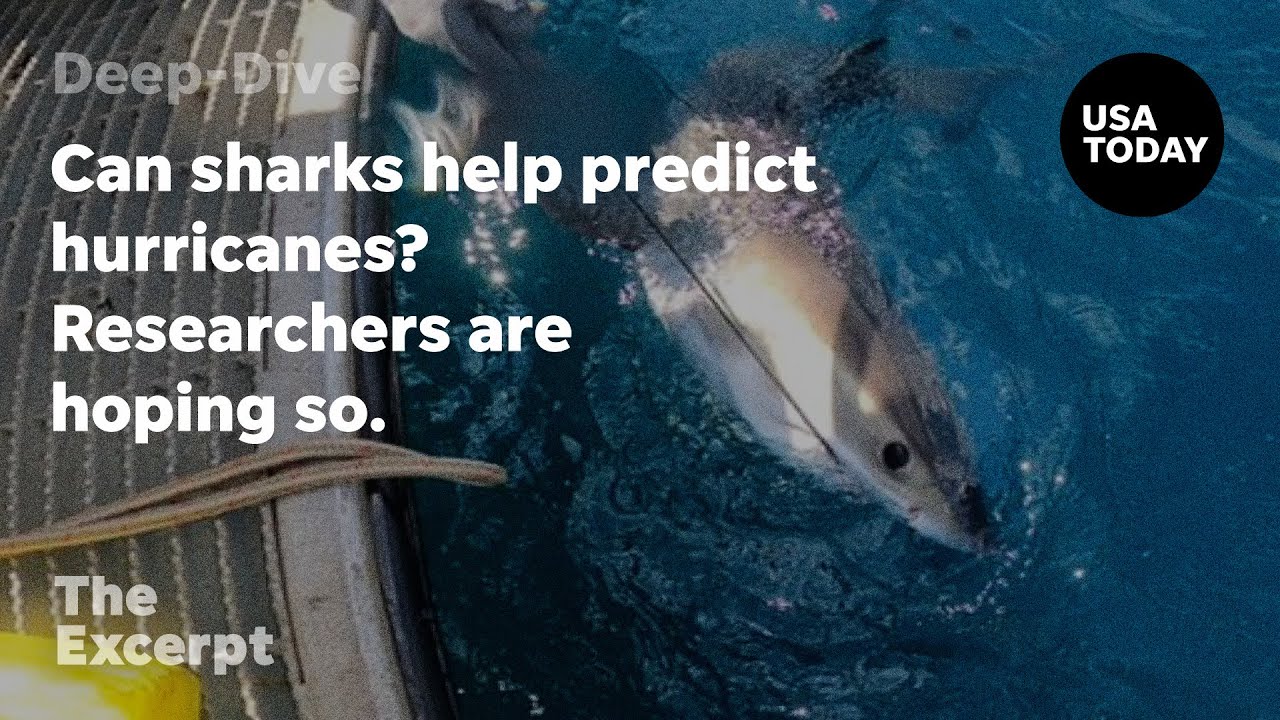 Can sharks help predict hurricanes? Researchers are hoping so. | The Excerpt