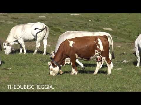 MUCCHE E VITELLINO AL PASCOLO AL COLLE DELLA LOMBARDA (CN) DOM. 4 - 8 - 2019