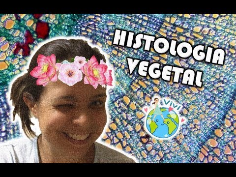 Tecidos vegetais (histologia vegetal)