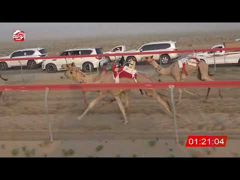 ش 8 (طموح) لـ حمد مسلم سالم الجحافي 3:02 , تمهيدي مهرجان العين 2026/07/03 فطامين سويحان
