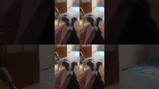 Video preview image #1 Huskies -Labrador Retriever Mix Puppy For Sale in Princeton, MN, USA