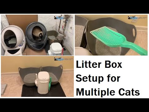 Litter Box Setup for Multiple Cats: LR3, LitterLocker and NVR Miss - Floppycats