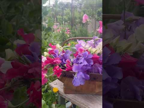 8 Flowers to PLANT from SEED this fall