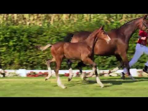 63 Enrique  HF v. Escolar - Florenciano