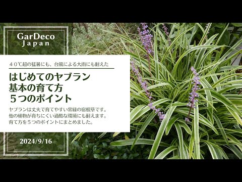 ピナンガ コロナータ