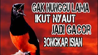 Download lagu CUKUP 5 DETIK GAK PAKEK LAMA ! Murai Batu APAPUN langsung Nyaut jadi NGOTOT IKUT GACOR BONGKAR ISIAN mp3