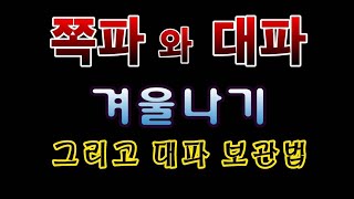 [텃밭농부. 1,295]  쪽파와 대파의 겨울나기. 그리고 대파의 보관방법 #쪽파재배 #대파재배
