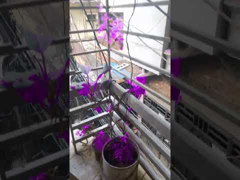 #flowers #nature #beautiful #cute