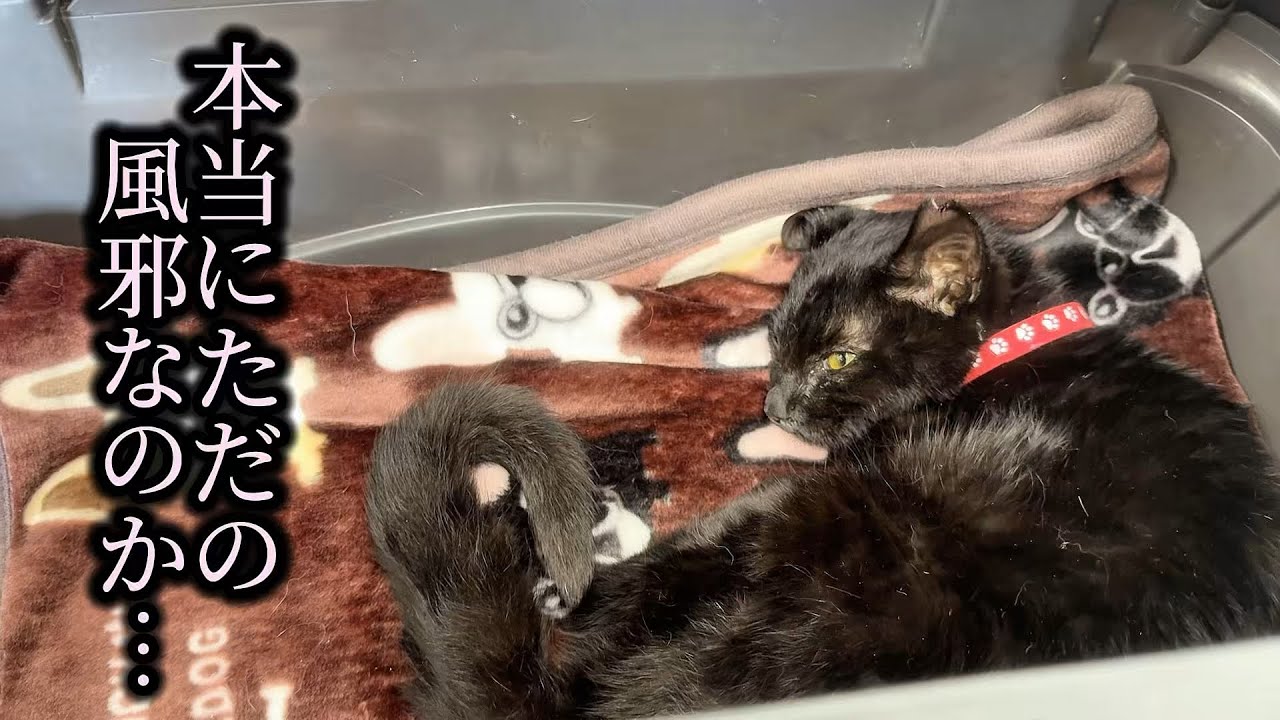 保護したばかりの子猫を病院に連れて行ったけど何かおかしい…